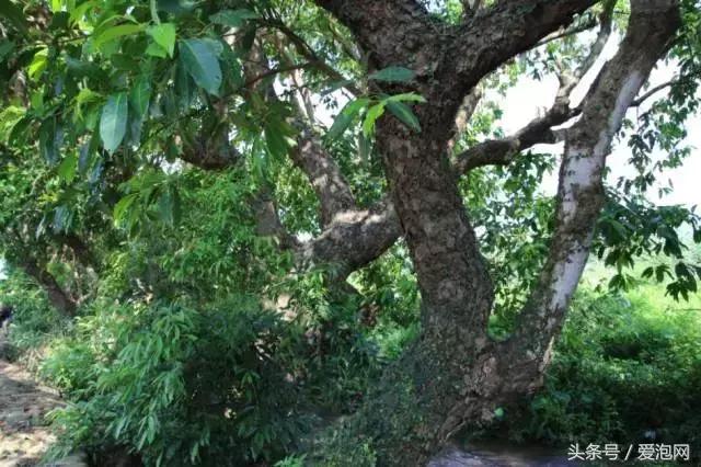 广西最大的红树林湿地,广西最大红树林湿地