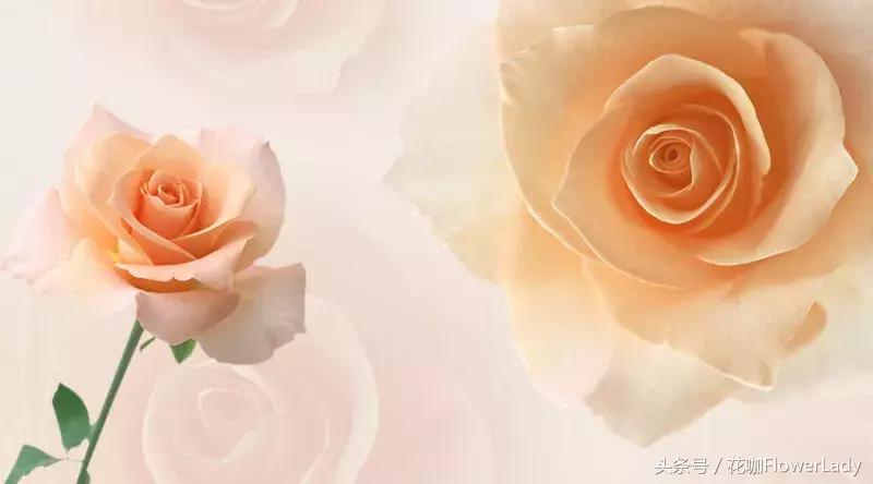 插花初学者入门需要准备什么,新手入门插花课