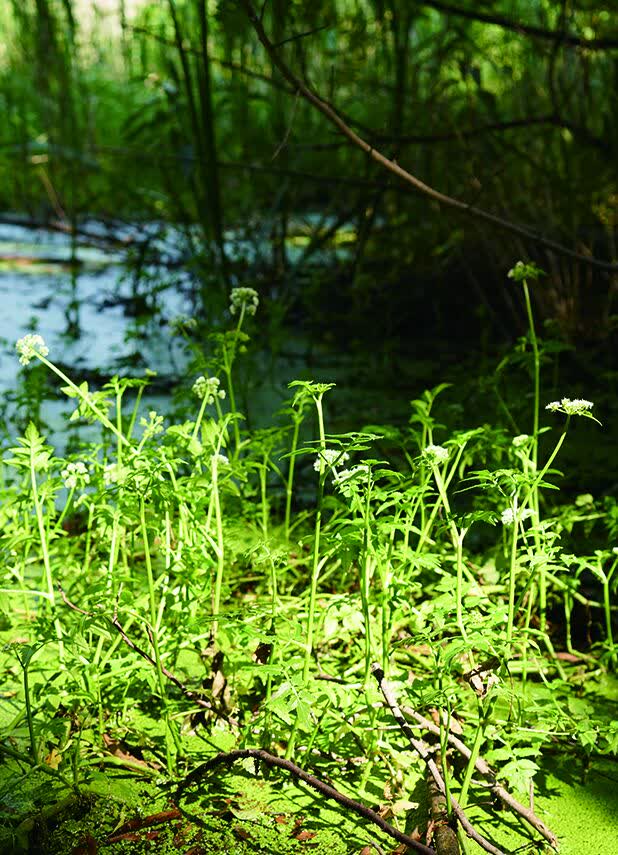 寻访野生动植物,寻找史前野生生物