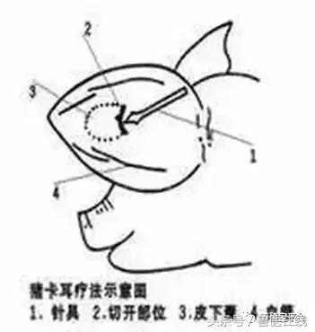 99%兽医都犯过的错｜给猪注射不简单，这7种方式和4大事项必掌握