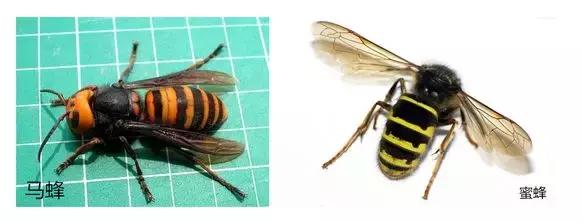 被蜜蜂或者马蜂蛰伤后的处理方式,外出游玩被毒蜂子蛰了急救措施