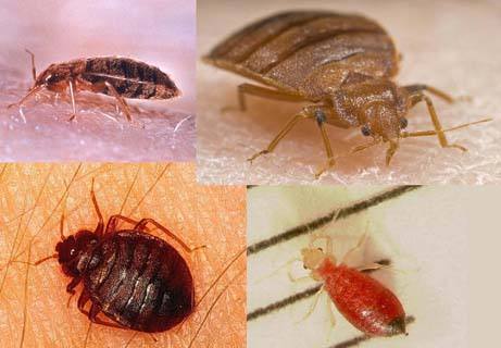 十种可怕吸血虫,世界上最致命的吸血虫子