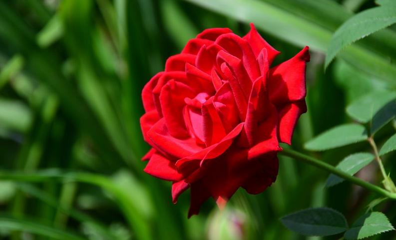 华药季泉禧芝源,华药季泉蜗牛修复精华