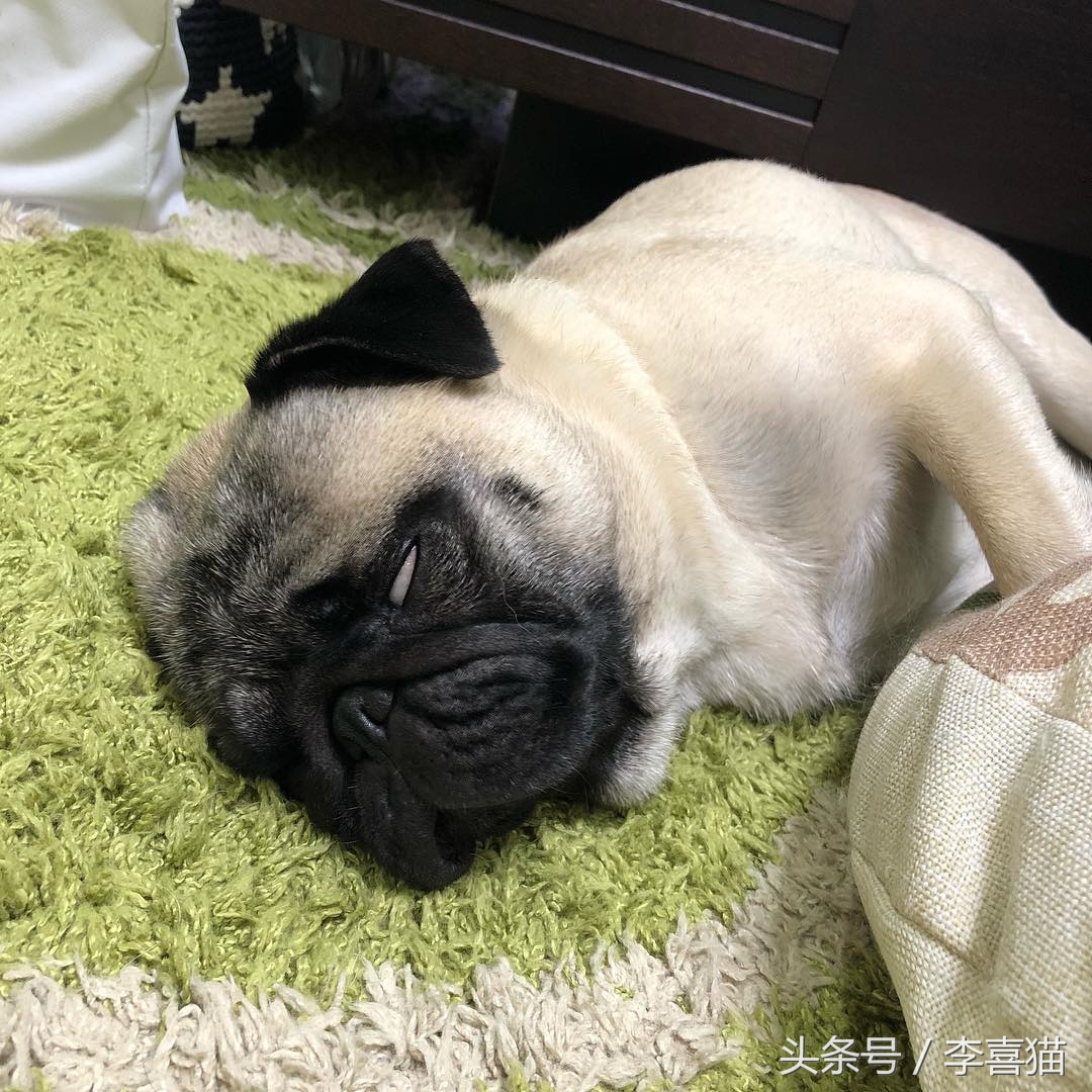 巴哥犬的日常表现有哪些,巴哥犬能有多可爱