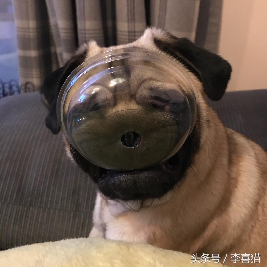 巴哥犬到底有多聪明,愁云满面