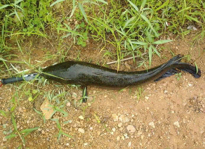 浮萍塘路亚黑鱼扩口,浮萍塘传统野钓大鲫鱼