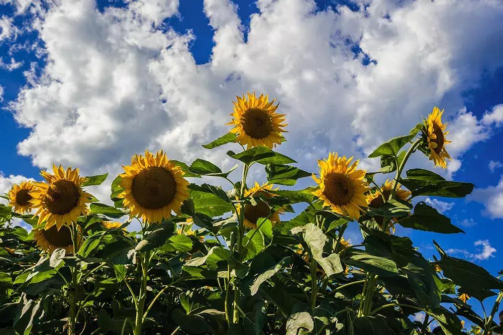 百里山水画廊四季花海,周末美好时光畅游千亩花海