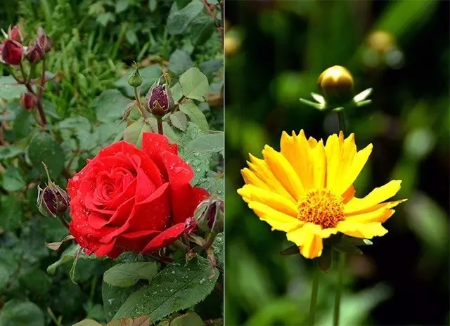 消灭草虫的最好方法,以草灭草