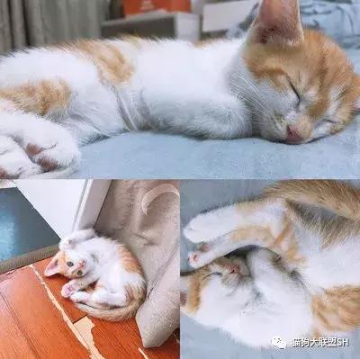 猫狗大联盟维护,猫狗联盟