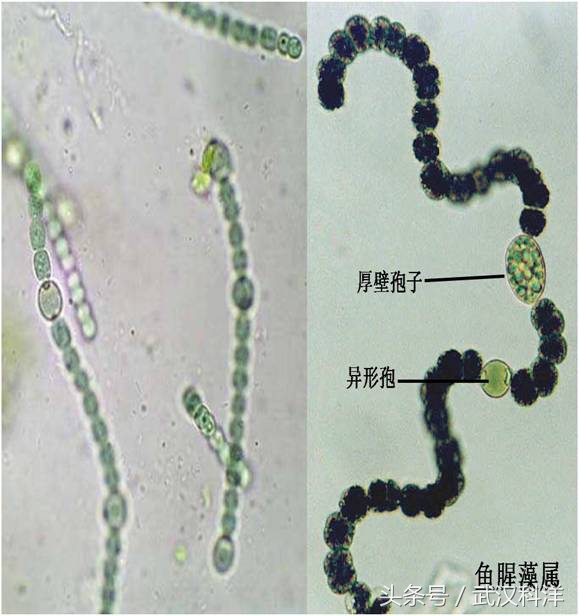 海缸几种常见的藻类,中国常见浮游藻类图谱