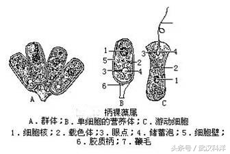 海边常见藻类植物图片,藻类植物常见的有什么