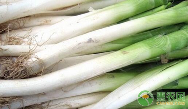 大葱价格现在多少钱一斤,大葱收购价多少河北