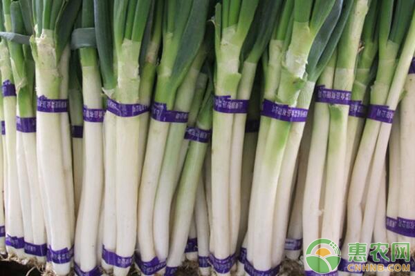 大葱价格现在多少钱一斤,大葱收购价多少河北