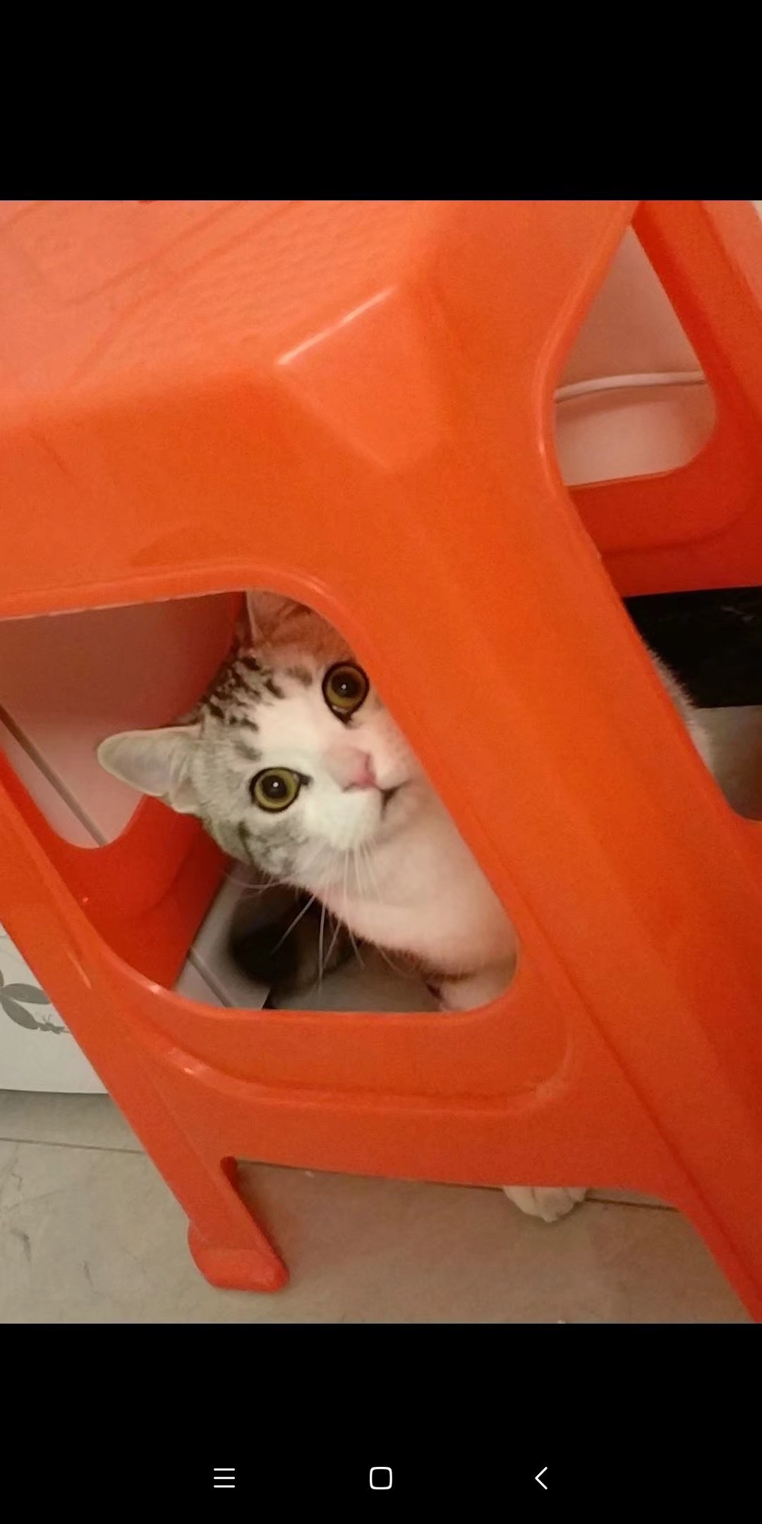 小猫顶球户外,小猫打抛球