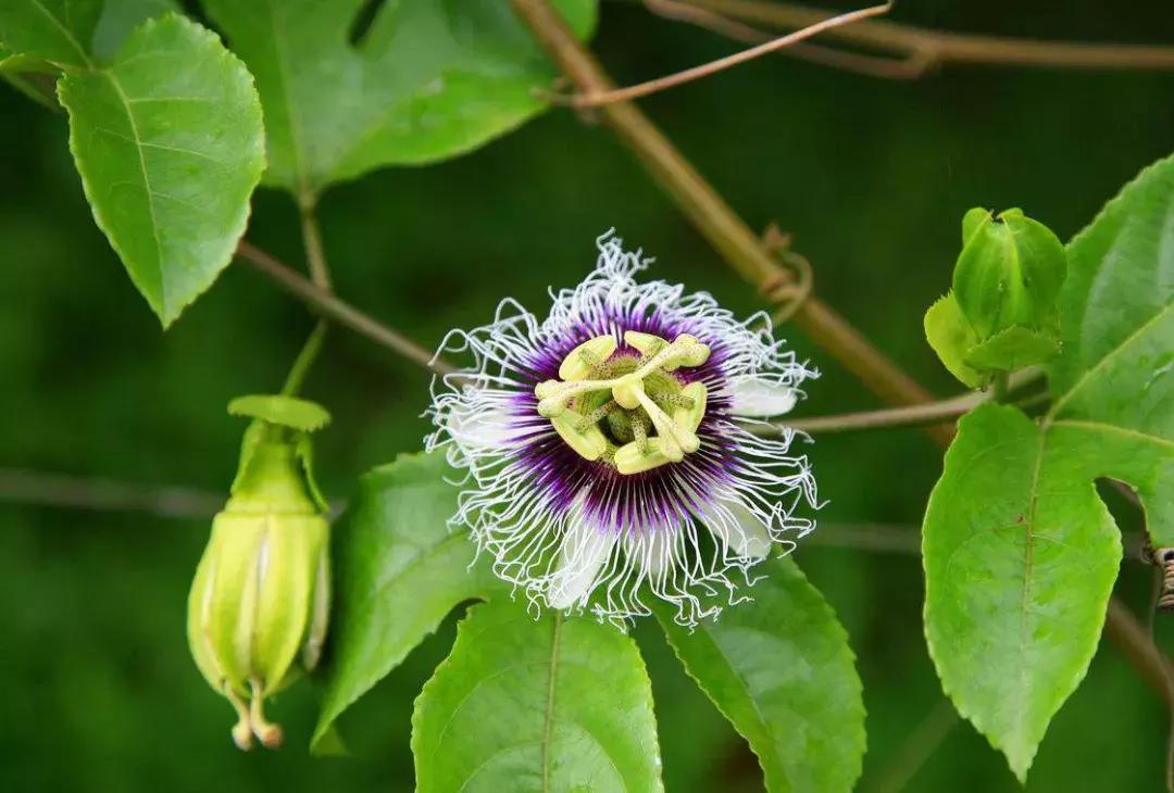 百香果开花都干了掉了是怎么回事,黄金百香果开花不结果怎么回事