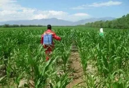 玉米错喷了草甘膦还能补救吗,玉米喷错药了怎么补救