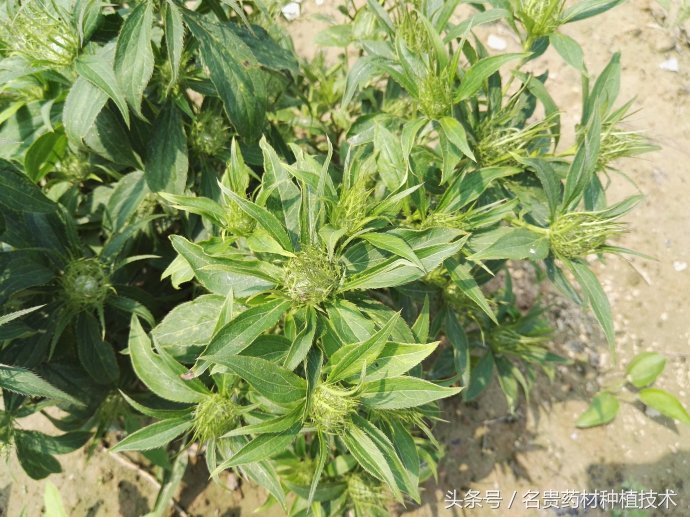 近三年种什么药材比较好,中药材种植种哪种药材最挣钱