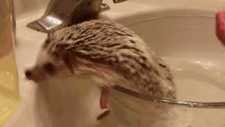 姨妈期间胡吃海塞会胖吗,大姨妈期间胡吃海喝长胖吗