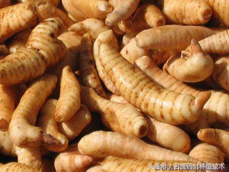 天麻有几个品种什么品种天麻最好,天麻有多少品种