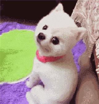 发四个笑话给大家笑的肚子疼,发一个笑话给大家开心笑一下