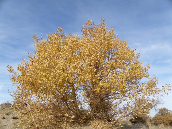 *疆新**（六）——梦牵大西北13