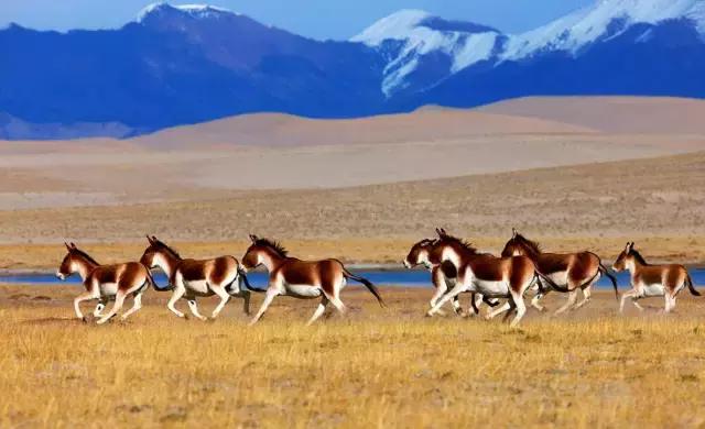 疆北自驾游线路图,全疆大环线自驾游最佳路线