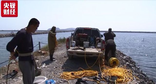 大连海参高温死亡,大连海参损失事件