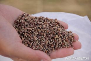 小麦品种推荐视频,小麦新品种十大排名