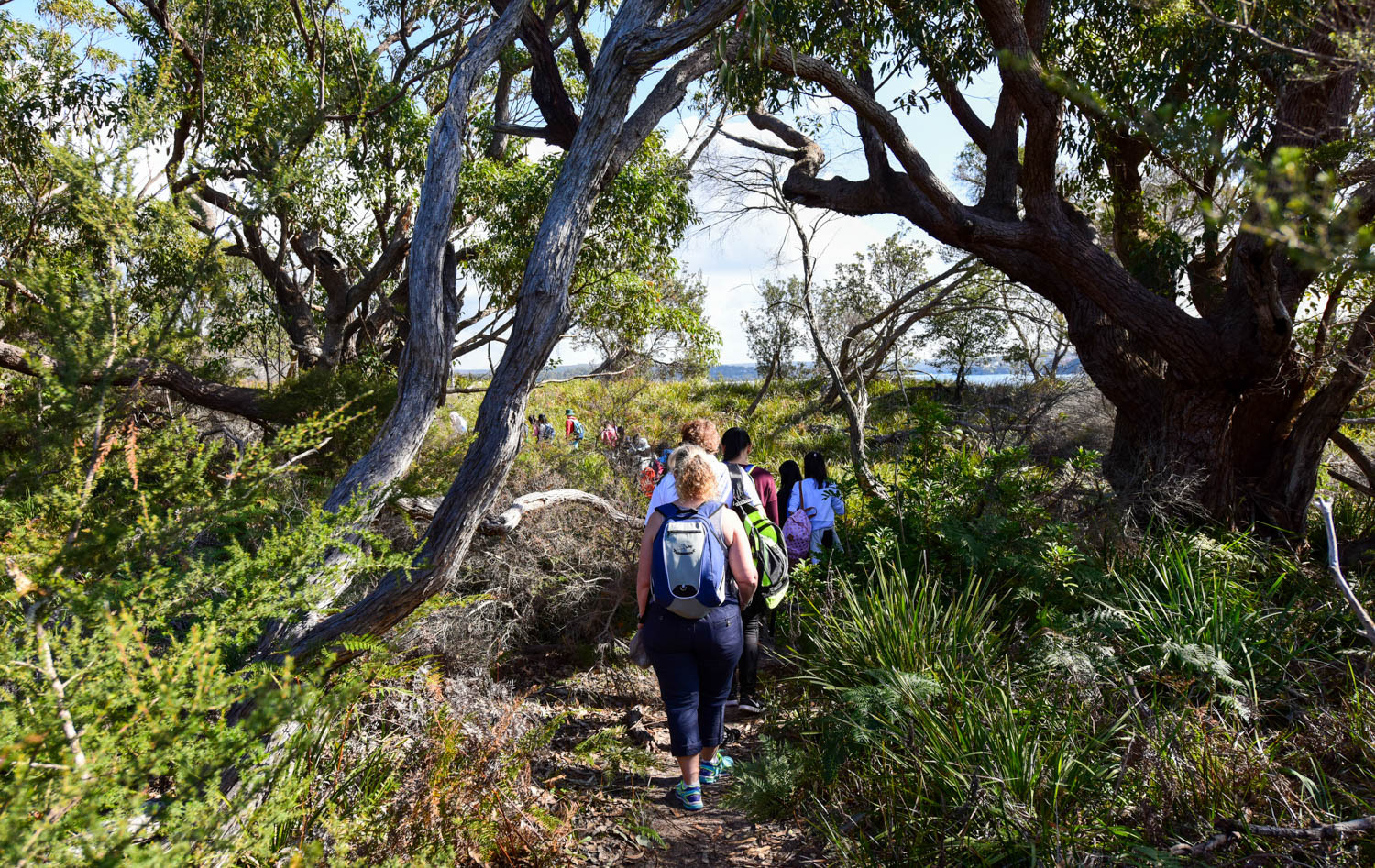 悉尼皇家国家公园图片,悉尼海港国家公园
