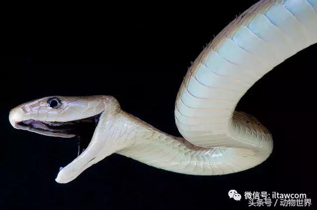 像海参又像虫子的东西是什么,像海参的虫子是什么