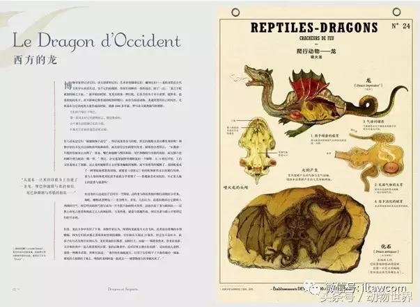 像海参又像虫子的东西是什么,像海参的虫子是什么