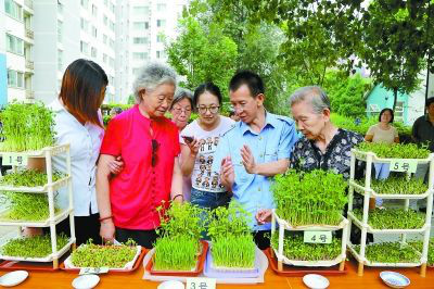 种菜赚钱的农业模式,农业种菜新模式