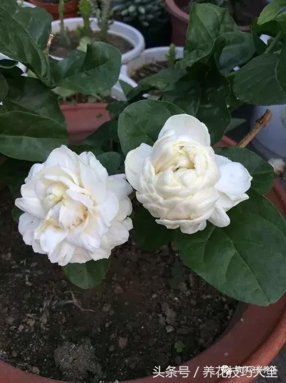 入睡困难也容易醒吃什么助眠药,入睡困难惊醒吃什么助睡眠的药好