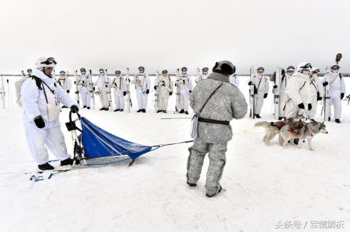 雪橇三傻是军犬吗,雪橇三傻当军犬