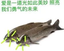 耗儿鱼有什么特点,正宗耗儿鱼长什么样子