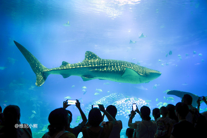 暑假珠海长隆最全游玩攻略,珠海长隆海洋王国暑假门票多少钱