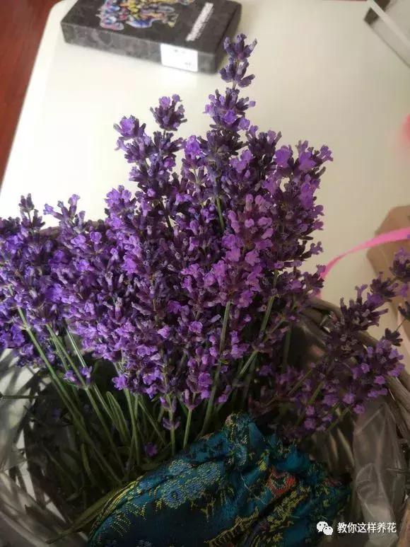 有利于提高晚上的睡眠质量的绿植,睡眠不好养什么花帮助睡眠