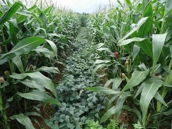 一亩地利润如何,一亩地利润分析