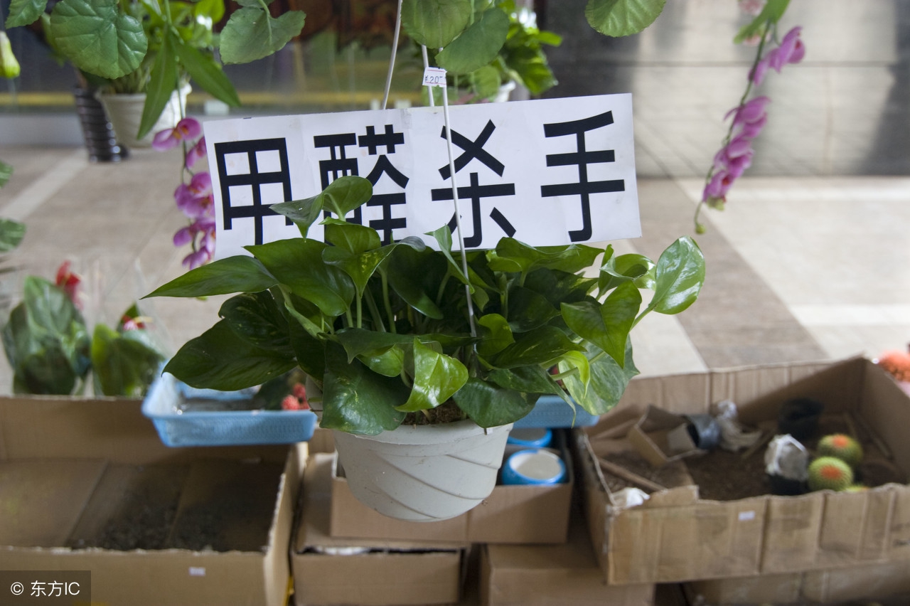 怎样清除室内甲醛新装修的房子,室内清除甲醛最好的办法