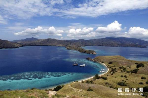 蓝莓评测美国蓝莓,蓝莓评测