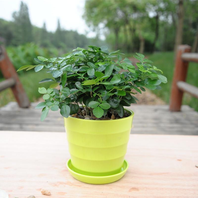 九里香怎么养护才能开花,九里香养护的正确方法