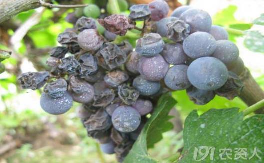 葡萄常见病害对照表,阳光玫瑰葡萄常见病害