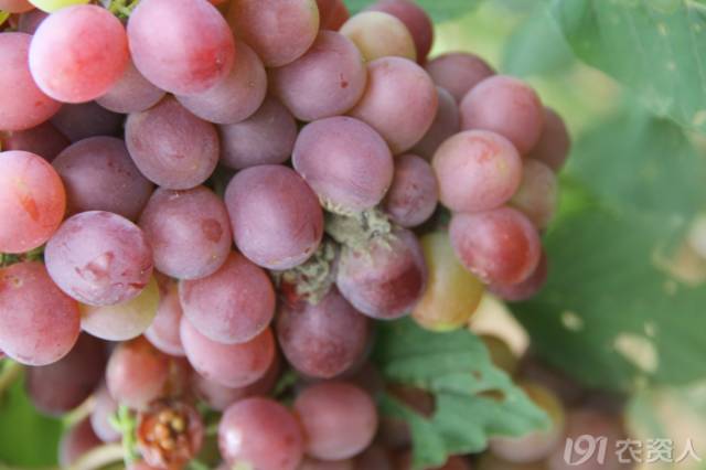 葡萄常见病害对照表,阳光玫瑰葡萄常见病害