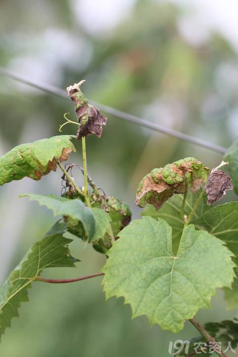 葡萄常见病害对照表,阳光玫瑰葡萄常见病害