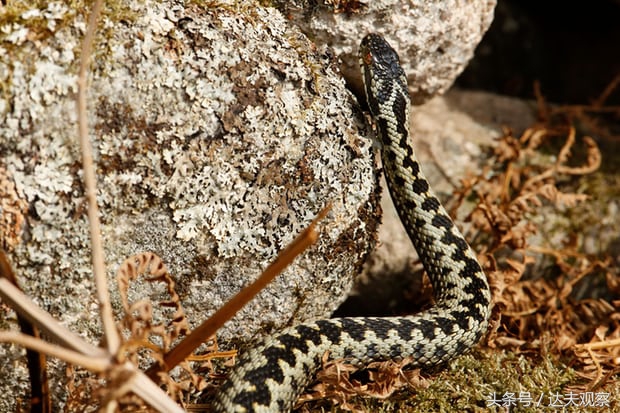 英国人喜欢养什么宠物,蛇当宠物蛇会怎么对待主人