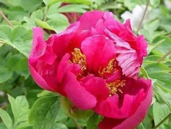 8.8发财日的祝福,8月18日发财日早安祝福图片