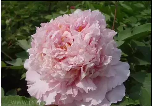 8.8发财日的祝福,8月18日发财日早安祝福图片