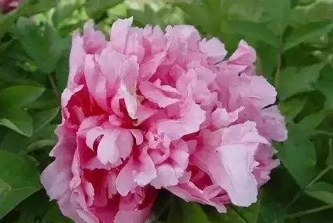 8.8发财日的祝福,8月18日发财日早安祝福图片