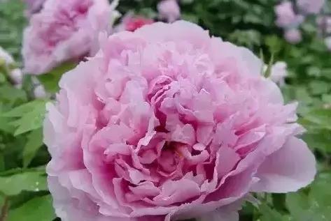 8.8发财日的祝福,8月18日发财日早安祝福图片