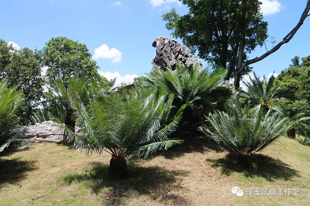 最漂亮的铁树开花,铁树开花深圳